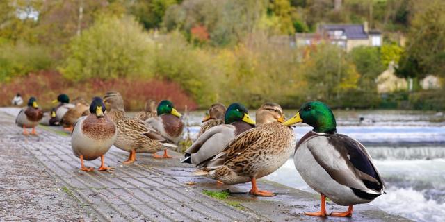 Bakewell Childrens walk