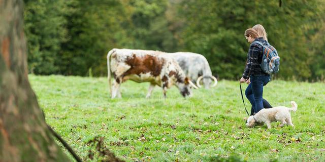 Calke Abbey 2 1912048815