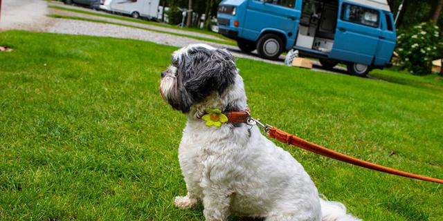 Crowden C C dog2 1015221405