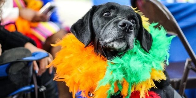 Dog lovers festival elvaston castle