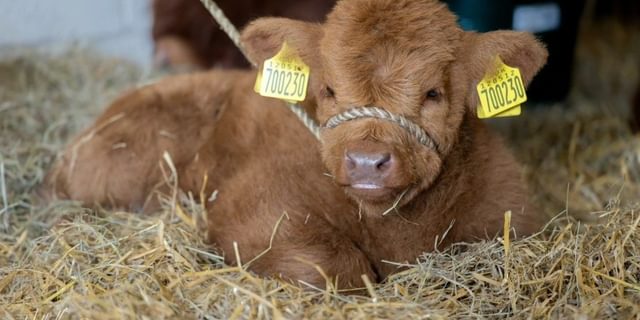 Highland Cows of the Peak baby cow