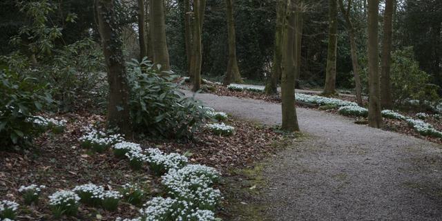 Hopton snowdrop walk NEW