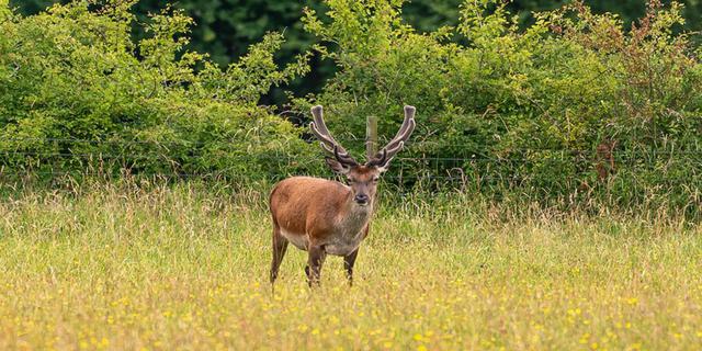 NT Longshaw 8 kev dunnington new 1216756569