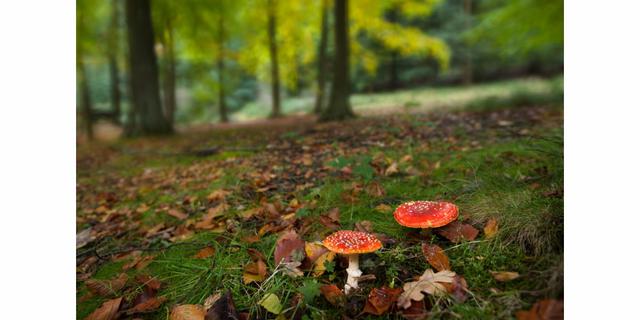 PDNP Ranger walks 2 NEW FUNGI