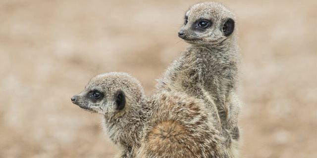 Peak wildlife 1 699031225