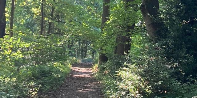 Shining Cliff Woods Walk